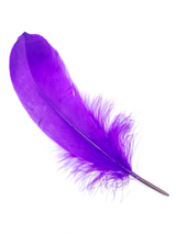 Pluma 17 Cm 12 Unidades - KiraKira
